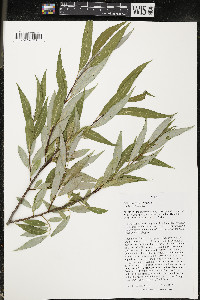 Salix × fragilis image