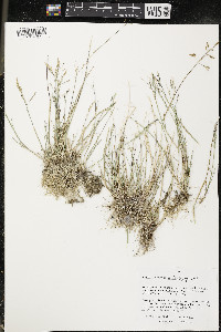 Puccinellia distans image