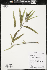 Asclepias viridiflora image