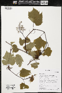 Vitis riparia image