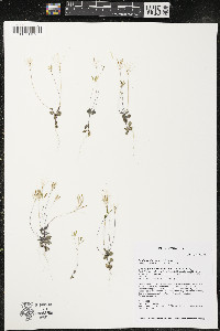 Draba reptans image