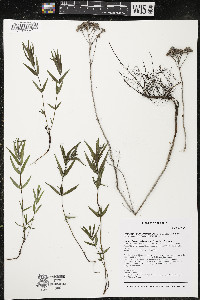 Pycnanthemum virginianum image