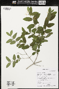 Lonicera morrowii image