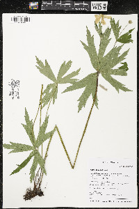 Anemone canadensis image