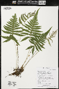 Phegopteris connectilis image