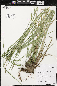 Carex trichocarpa image