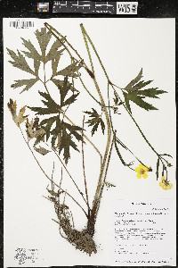 Ranunculus hispidus var. caricetorum image