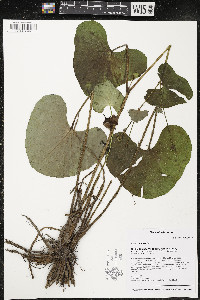 Caltha palustris image