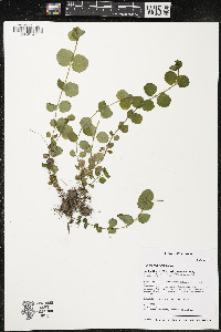 Lysimachia nummularia image