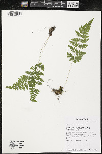 Cystopteris × tennesseensis image