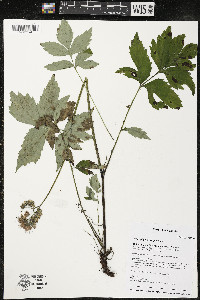 Hydrophyllum virginianum image