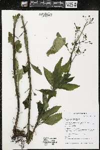 Scrophularia lanceolata image