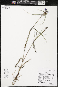 Tradescantia ohiensis image