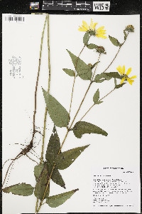 Helianthus strumosus image