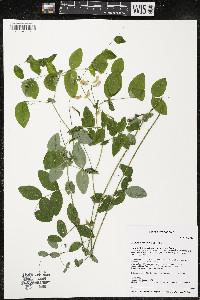 Lathyrus ochroleucus image