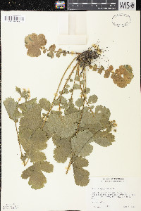 Geum macrophyllum image