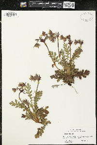 Geum triflorum image