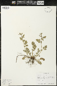 Geum vernum image