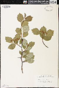 Crataegus douglasii image