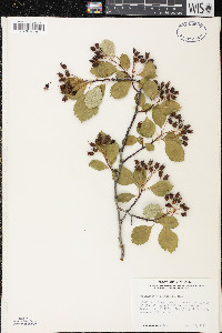 Crataegus douglasii image