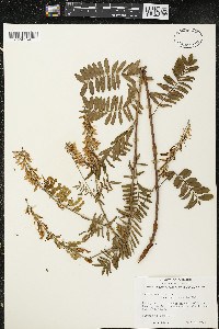 Hedysarum alpinum var. americanum image