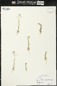 Draba nemorosa image