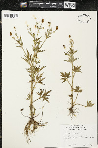 Ranunculus pensylvanicus image