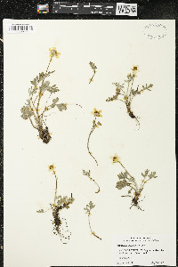 Ranunculus fascicularis image