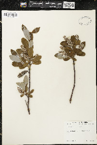 Salix cordifolia image