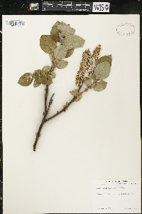 Salix calcicola image
