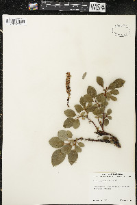 Salix arctophila image