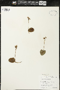 Galearis rotundifolia image