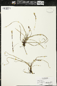 Carex richardsonii image