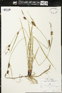 Carex houghtoniana image