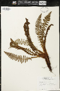 Dryopteris fragrans image