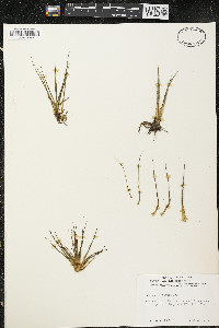 Isoëtes echinospora subsp. muricata image