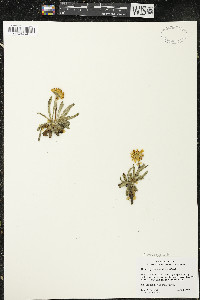 Tetraneuris herbacea image