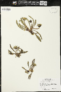 Taraxacum palustre image