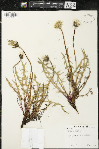 Taraxacum lacerum image