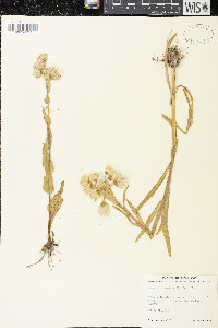 Senecio congestus image