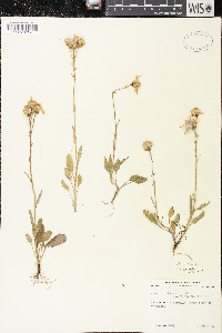 Packera paupercula image