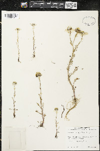 Tripleurospermum maritimum subsp. phaeocephalum image