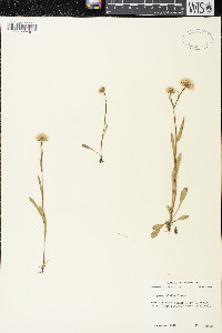 Erigeron elatus image