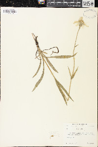Arnica alpina image