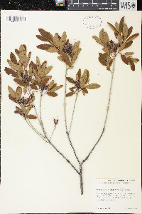 Rhododendron canadense image