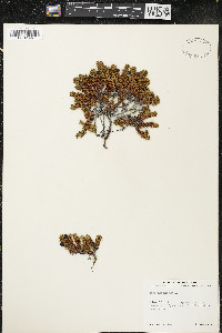Empetrum nigrum image