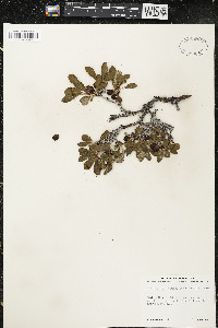 Arctostaphylos rubra image