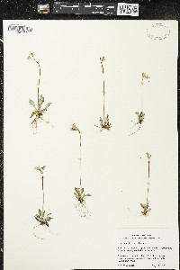 Primula mistassinica image