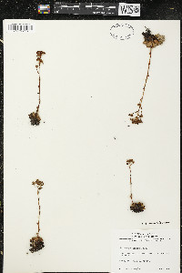 Saxifraga aizoon image