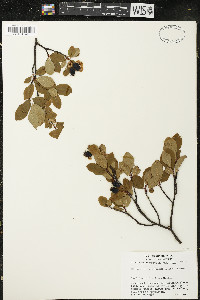 Amelanchier bartramiana image